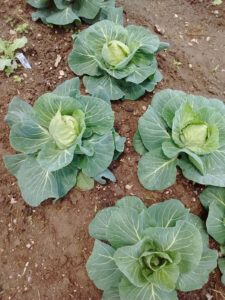 Early Sowings for Early Harvests